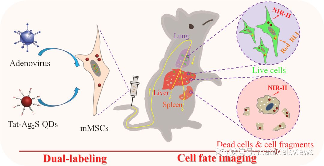 干细胞命运示踪：一种新型近红外二区荧光/生物发光双模活体光学影像技术