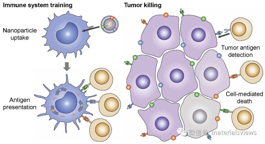 癌细胞膜包裹的纳米颗粒：癌症疫苗领域的前沿纳米仿生技术