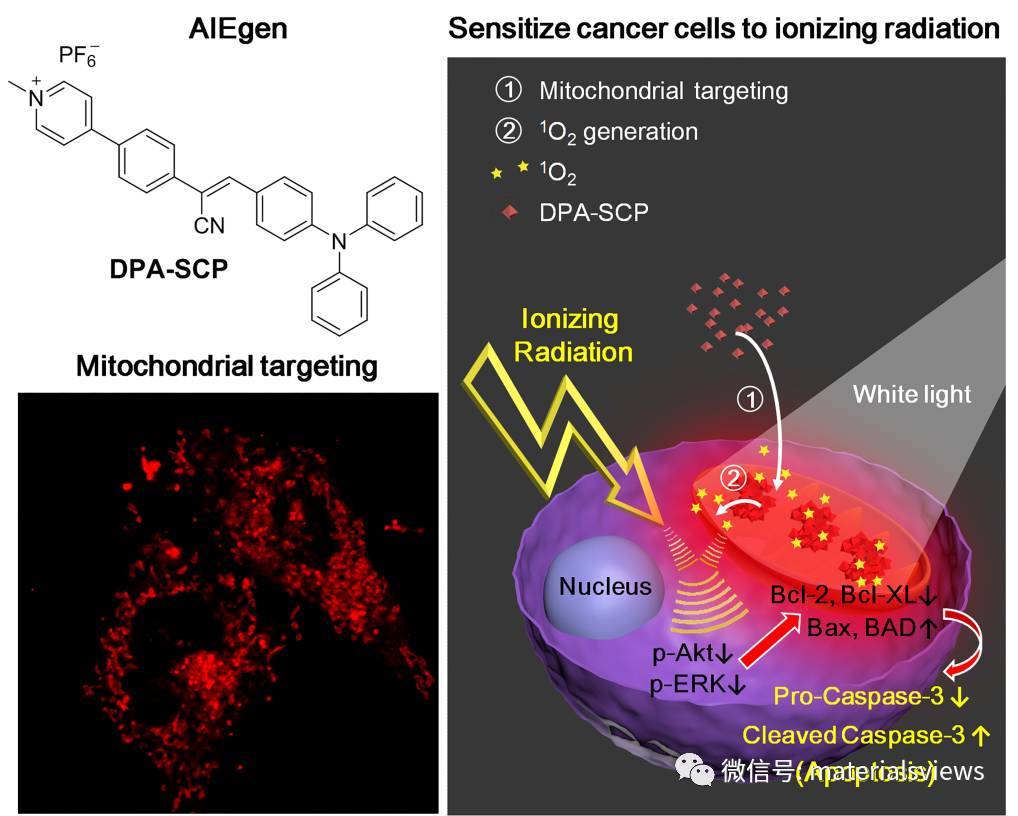 “聚集诱导发光”(AIE)新应用：肿瘤细胞的放疗增敏