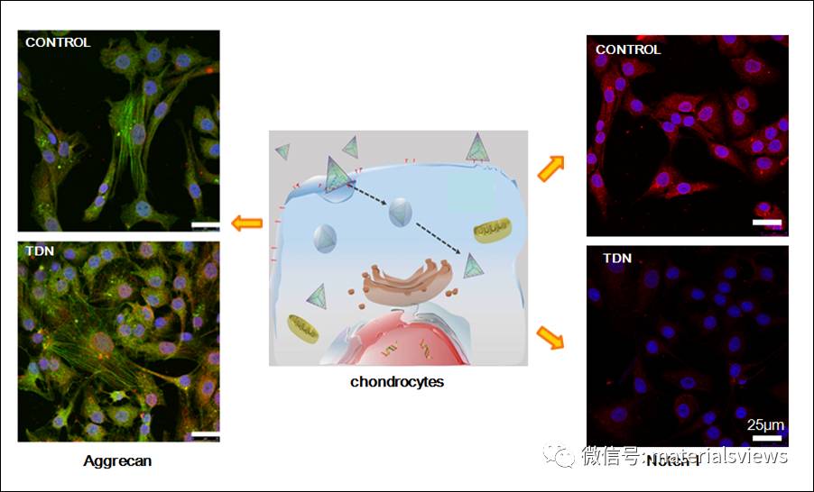DNA四面体：促进软骨细胞表型维持及增殖的新型潜能软骨缺损修复纳米材料