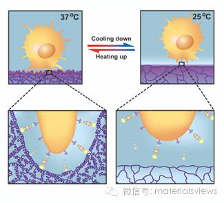 智能水凝胶薄膜：调控疏水性和拓扑结构捕获和释放癌细胞