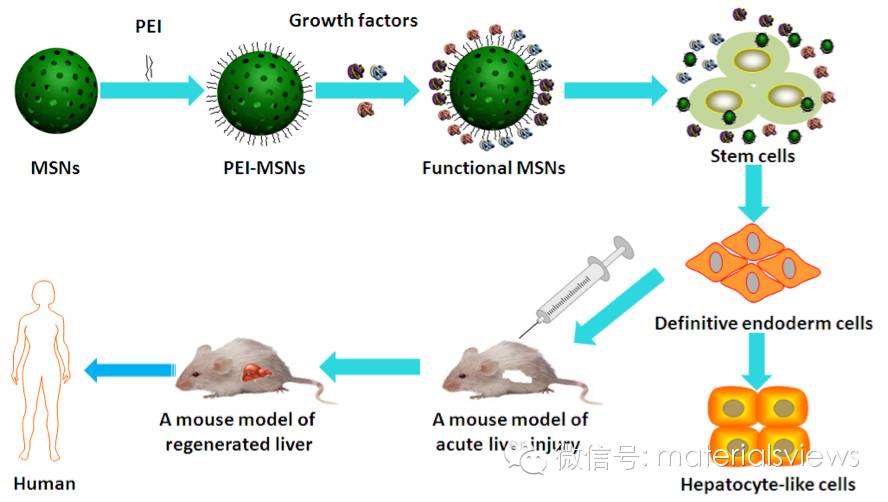 功能化介孔二氧化硅纳米微球促进胚胎干细胞定向分化肝样细胞及肝脏再生
