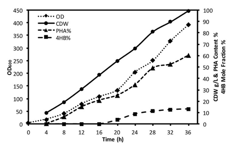 盐单胞菌用于低成本P34HB的工业化中试放大生产