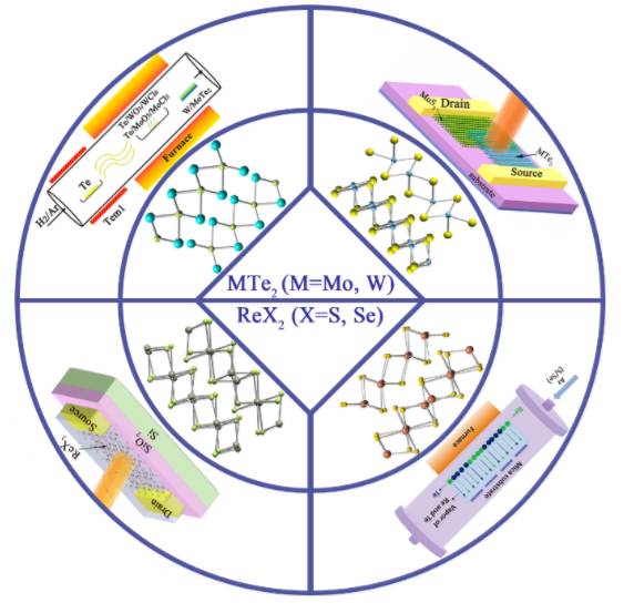Advanced Science:材料综述-TMDs家族新成员-各向异性的MTe2和ReX2（M=Mo, W, X=S, Se）