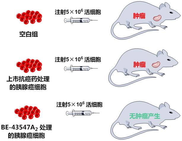 陈悦课题组发现已知天然产物BE-43547A2能够选择性杀灭胰腺癌干细胞