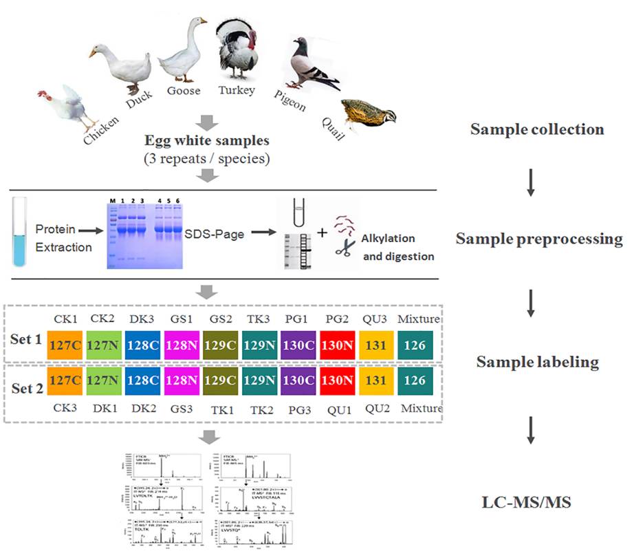 禽蛋清蛋白质表达模式解析—蛋白质组的跨物种应用
