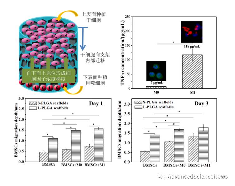 组织诱导再生生物材料构建新思路：炎症细胞调控生物材料诱导干细胞迁移