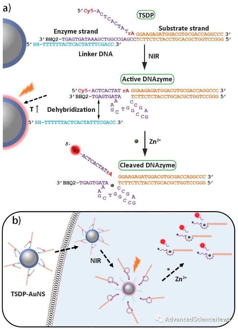 近红外光光热激活DNAzymes：细胞内金属离子成像