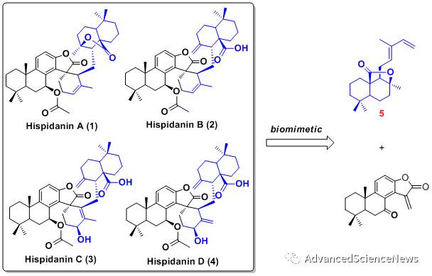 二萜二聚体天然产物Hispidanin A的不对称全合成