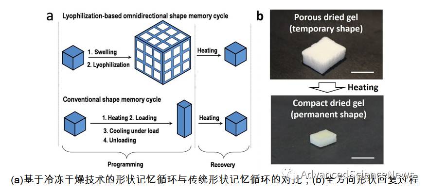 冷冻干燥法实现聚合物全方向形状记忆效应