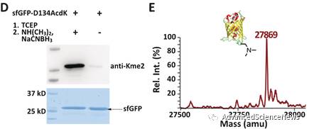 蛋白质中双甲基化赖氨酸特异性引入的新策略：非天然氨基酸引入与生物正交反应相结合