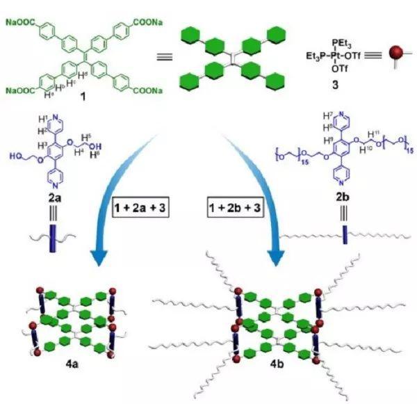 西交大Angew. Chem.：含铂(II)笼式水相光捕获系统用于光催化交叉偶联析氢反应