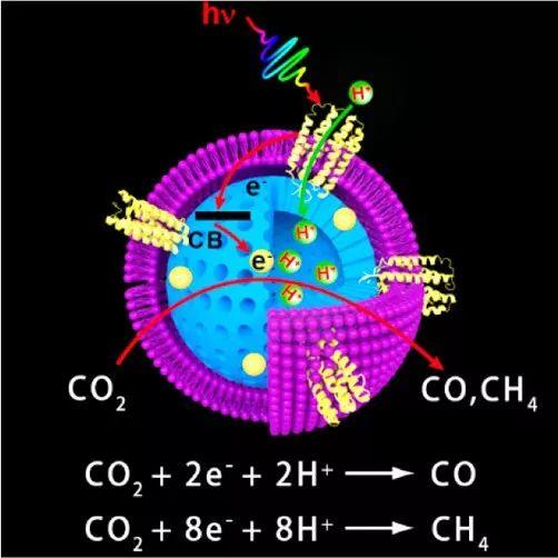 JACS：构筑生物-无机复合催化剂，加快可见光催化CO2还原