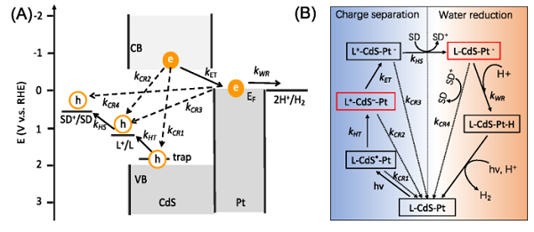 JACS：调控CdS-Pt中的Pt粒径，提高电荷分离和还原水产氢效率